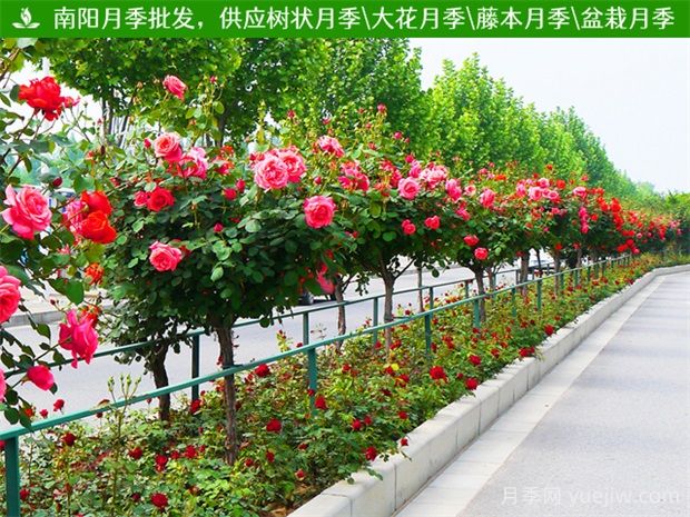 道路綠化帶中常見(jiàn)的開(kāi)花的樹(shù)有什么？(圖1)