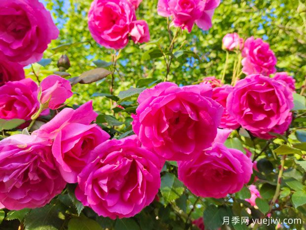 新手也能養(yǎng)好月季花，養(yǎng)好月季的5個簡單步驟(圖1)