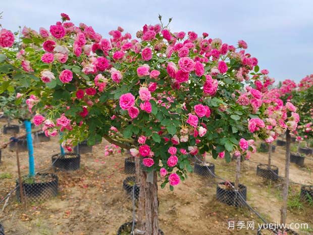 新手也能養(yǎng)好月季花，養(yǎng)好月季的5個簡單步驟(圖3)