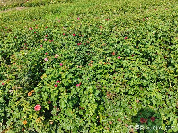 ?薔薇如何開花繁茂？薔薇花與月季花怎么區(qū)別？(圖2)