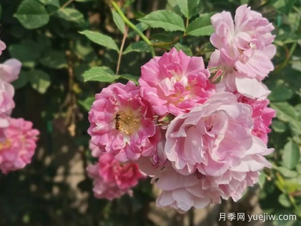 ?薔薇如何開花繁茂？薔薇花與月季花怎么區(qū)別？(圖3)
