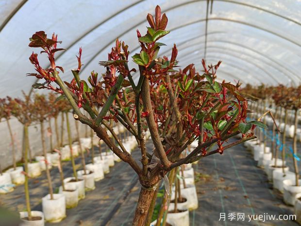 3月份月季管理辦法，開花多不生病輕松爆盆(圖1)
