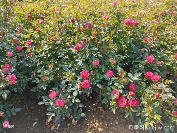 怎樣才能讓月季開更多的花嗎？花芽分化后怎么施肥？(圖1)
