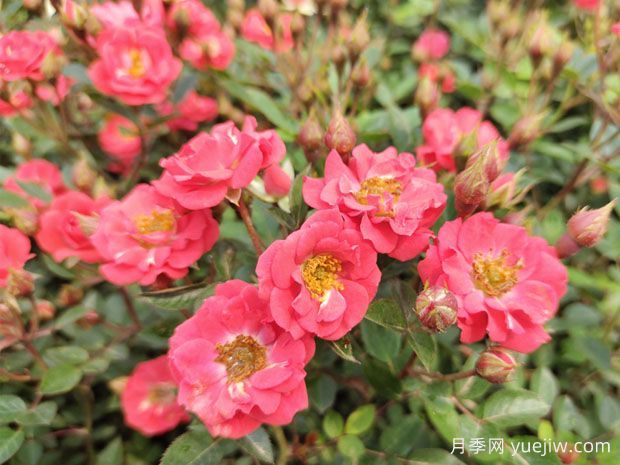 建個(gè)月季小花園，種盆栽月季，品茶賞花(圖1)