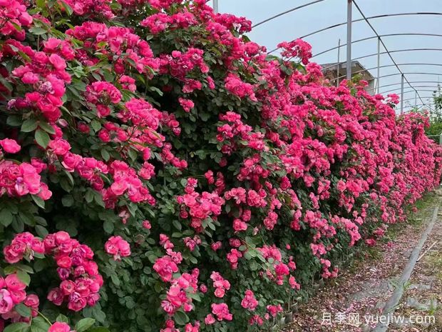 五種高顏值爬藤花，生長(zhǎng)迅速，輕松打造美麗花墻(圖1)