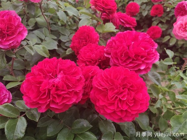 月季、玫瑰、薔薇有何區(qū)別？(圖1)