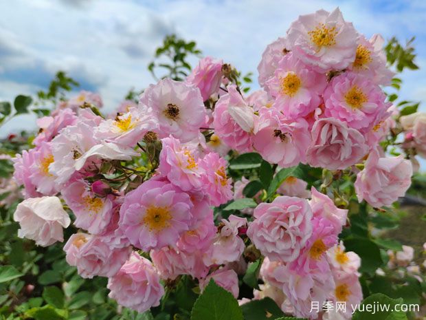 月季、玫瑰、薔薇有何區(qū)別？(圖2)