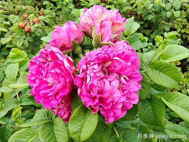 月季、玫瑰、薔薇有何區(qū)別？(圖3)