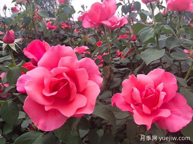 月季、玫瑰、薔薇有何區(qū)別？(圖4)
