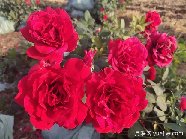 4月份適合種什么花？四月份種什么花好？(圖1)