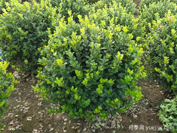 苗木九大傷根難題，你了解幾個(gè)？(圖1)