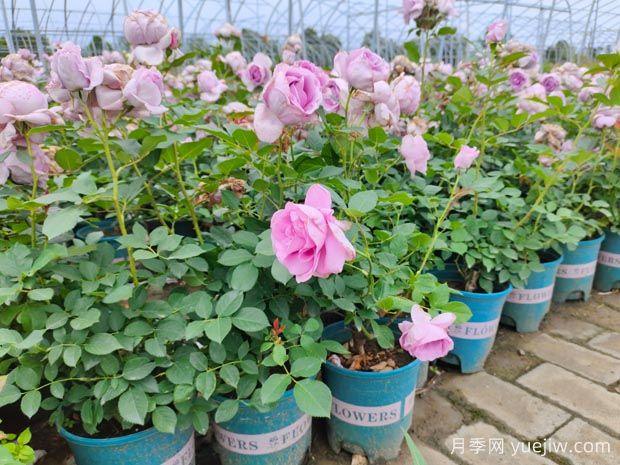 熱門網(wǎng)紅月季品種，一年能開8個(gè)月，花大香濃(圖2)