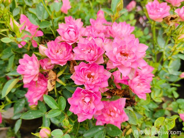 熱門網(wǎng)紅月季品種，一年能開8個(gè)月，花大香濃(圖3)