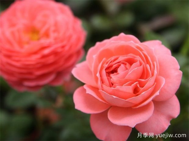 夏日花火月季是灌木還是藤本？(圖1)
