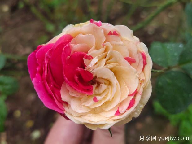 風(fēng)月月季難養(yǎng)嗎？值不值得入(圖1)
