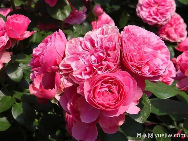 粉色達芬奇月季好養(yǎng)護嗎？(圖1)