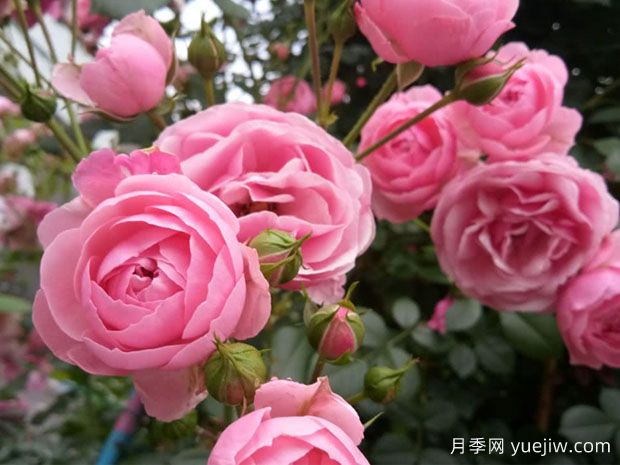 大游行、艾拉絨球、粉色達(dá)芬奇，藤本月季的比較(圖3)