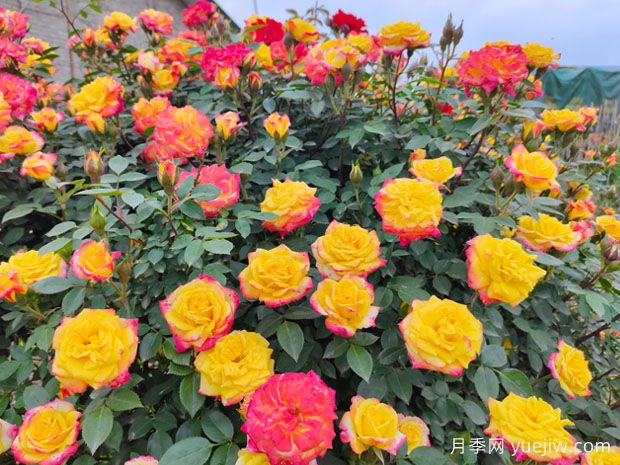 推薦6種經(jīng)典的月季花，多年經(jīng)驗(yàn)分享精選盆花(圖2)