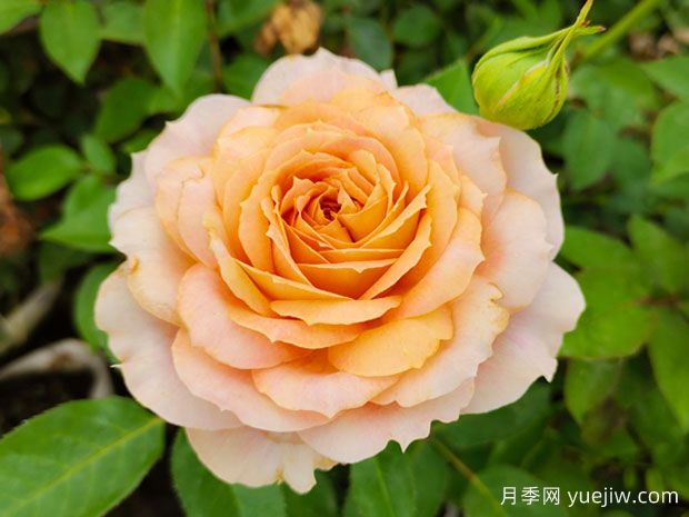 幾十個好看的月季花品種，看看有沒有你喜歡的(圖3)