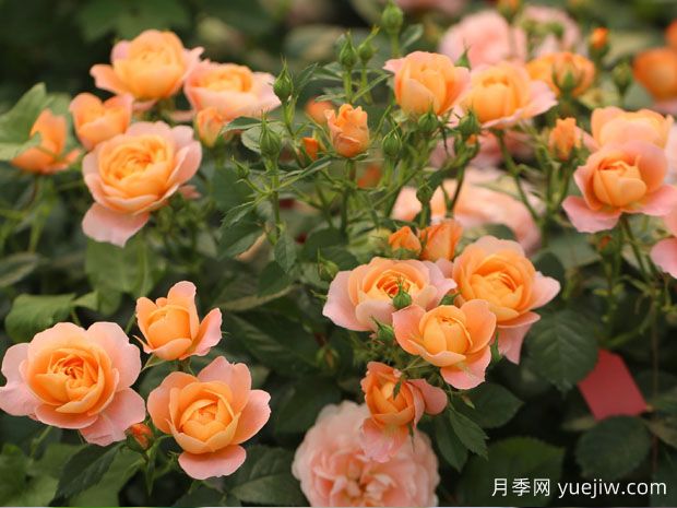 果汁陽臺月季，適合新手種植，濃香花多花美(圖2)