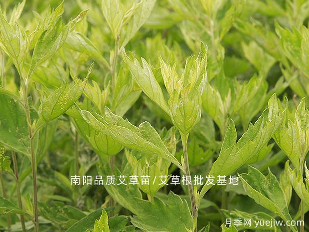 河南南陽(yáng)首屆道地中藥材產(chǎn)業(yè)大會(huì)召開(kāi)(圖1)