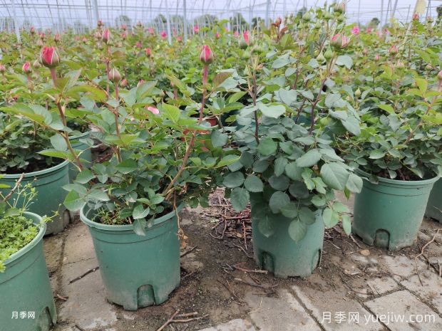 月季花殺手莖蜂來襲，成蟲幼蟲2大防治方向(圖1)