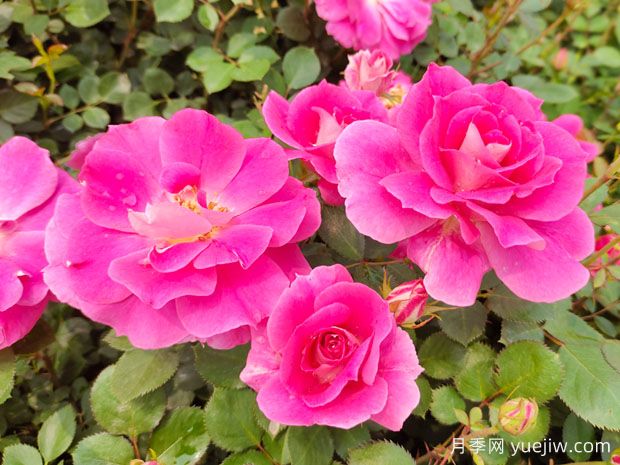 月季花的奧秘：種植、養(yǎng)護(hù)與注意事項(xiàng)(圖1)