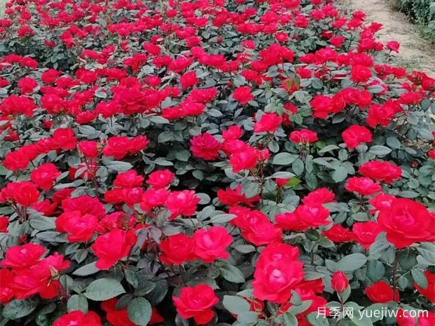 適合院子地栽的月季品種，地栽月季的種植和養(yǎng)護(hù)方法(圖2)