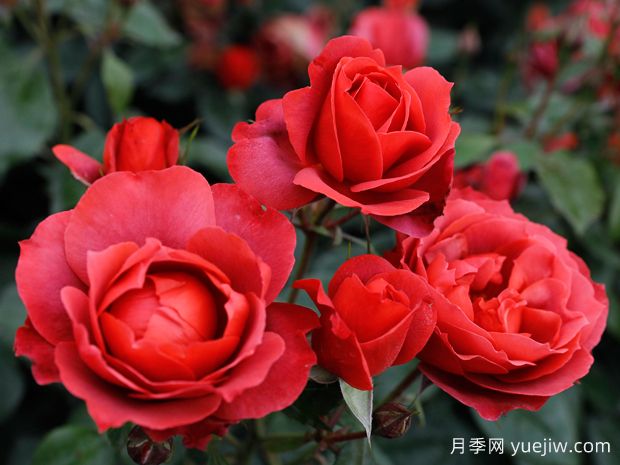 21朵玫瑰：不只是浪漫，還藏著這些深意(圖1)