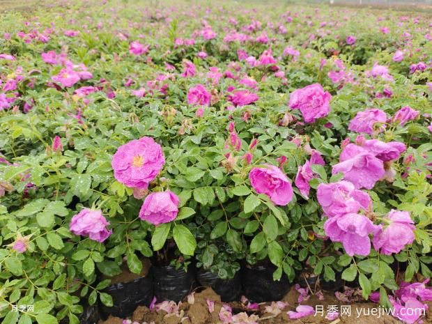 玫瑰花和月季花到底有何不同？(圖1)