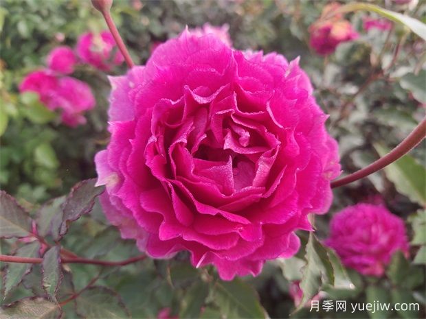 天方夜譚月季，四季開花，濃香耐熱又耐寒(圖1)