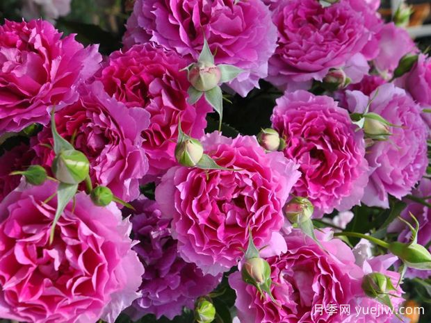 天方夜譚月季，四季開花，濃香耐熱又耐寒(圖2)