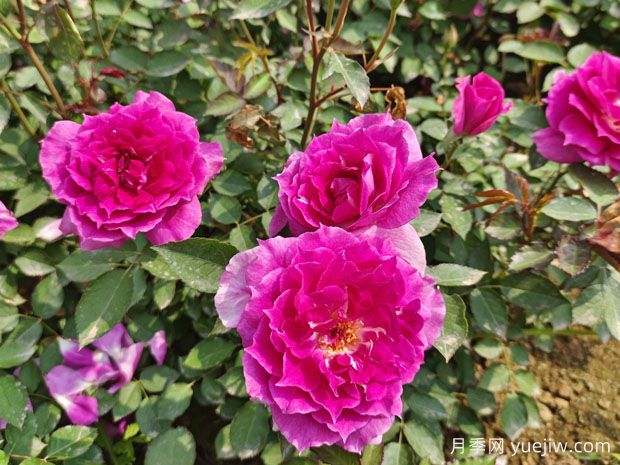 天方夜譚月季，四季開花，濃香耐熱又耐寒(圖3)