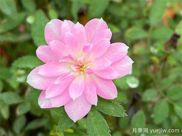 陽臺上***好養(yǎng)的月季，不是果汁陽臺(圖2)