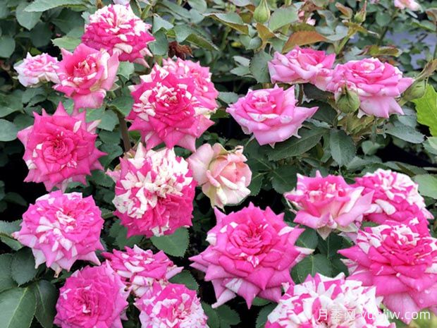 清明過(guò)后，給月季花喂點(diǎn)魚(yú)骨頭，根壯葉綠猛開(kāi)花(圖1)