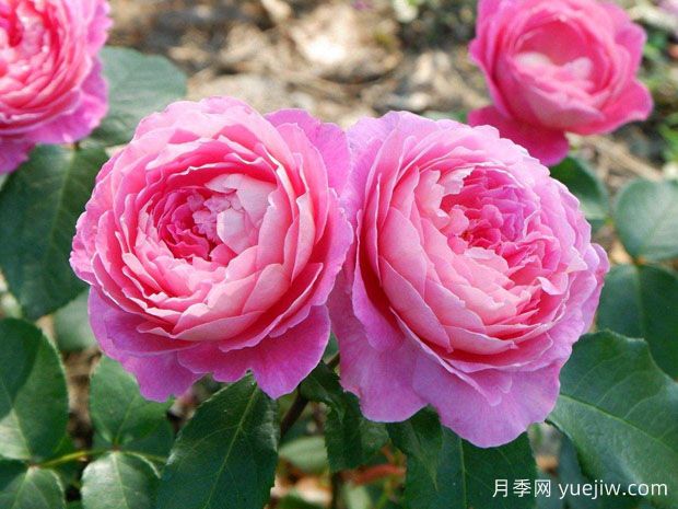 花宮娜月季完美，美麗勤花濃香抗病(圖1)