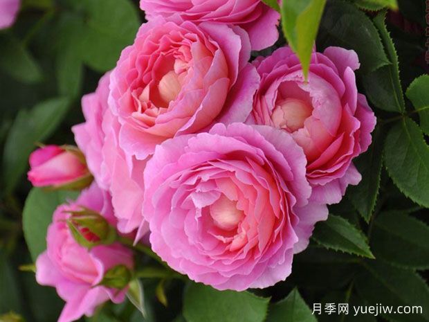 花宮娜月季完美，美麗勤花濃香抗病(圖2)