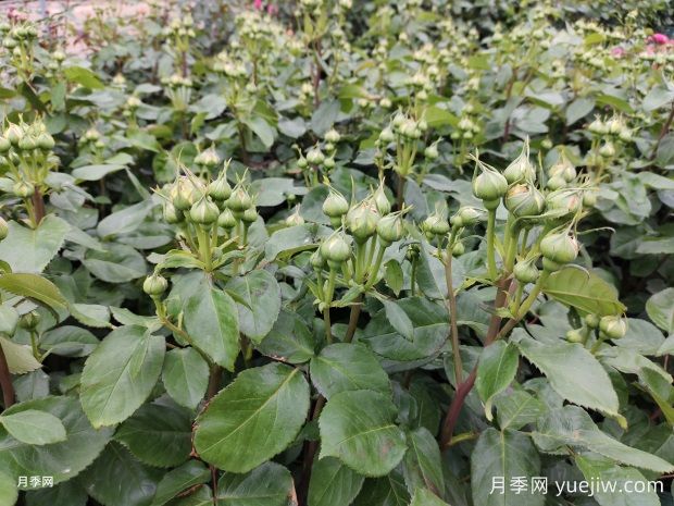 月季花苞顯色后還要施磷鉀肥嗎？(圖1)