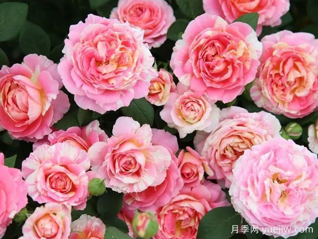 非常漂亮的9種月季花，各具特色絢麗多彩(圖2)