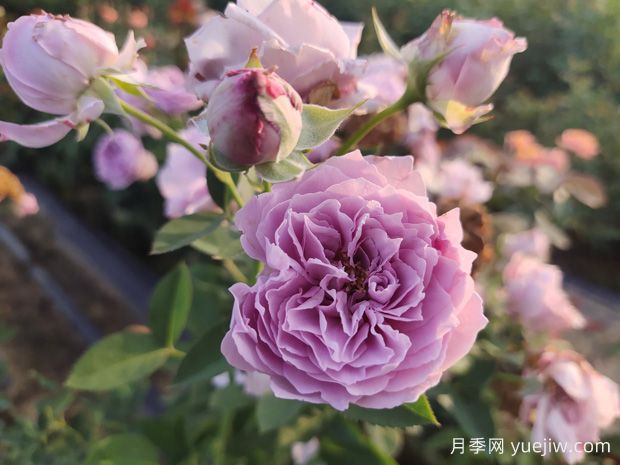 玫瑰花如何拍照？學會技巧，輕松拍出高級感(圖1)