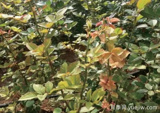 月季生病怎么辦？學會觀葉識病，自己也能輕松診斷！(圖3)