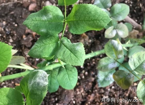 月季得了白粉病，一定要及時(shí)治療，否則沒花看(圖1)