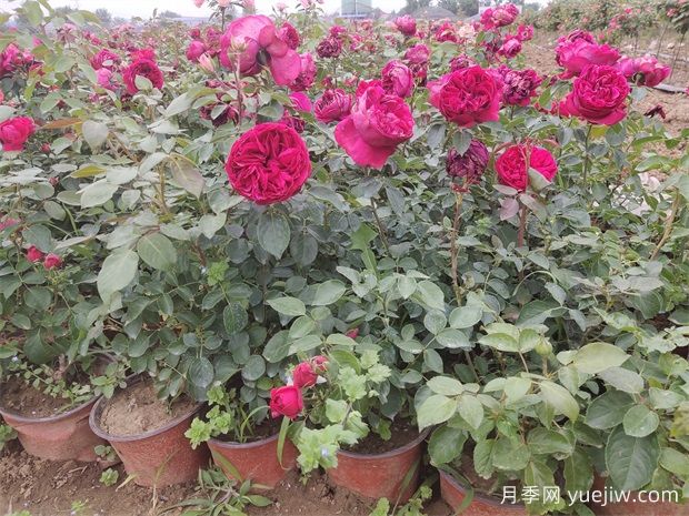 月季花的葉子究竟長什么樣？(圖1)
