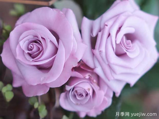 謊言為什么流行？當(dāng)月季變身玫瑰(圖1)