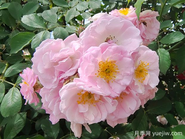 薔薇花，美麗而神秘的花朵(圖1)
