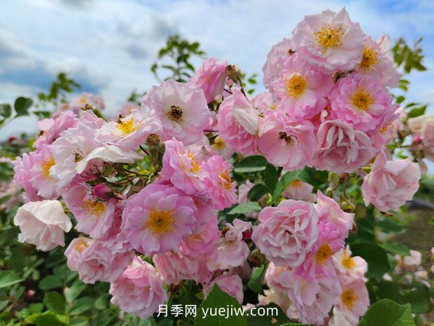 薔薇想要開出上千朵花，需要做好這4點(圖1)