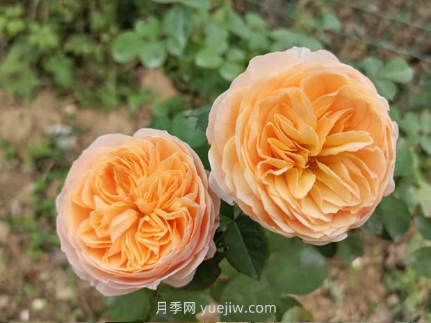 十大美麗的切花月季品種，每一種都美爆了(圖1)
