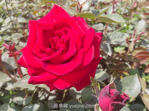 十大美麗的切花月季品種，每一種都美爆了(圖3)