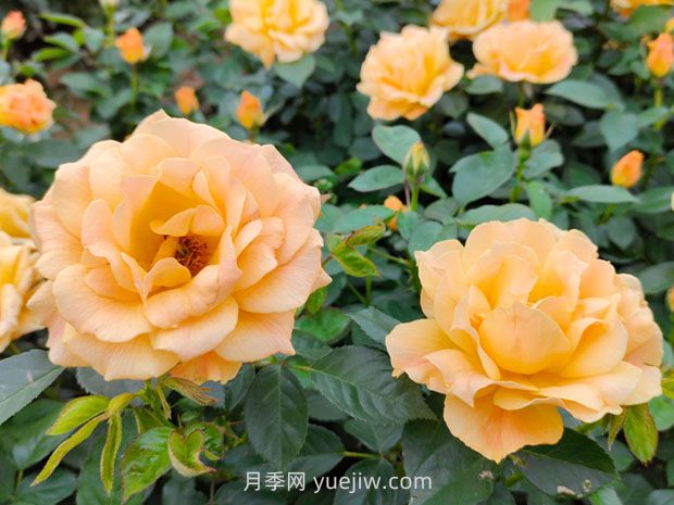 月季并不難養(yǎng)，只需要掌握6個(gè)小妙招(圖1)
