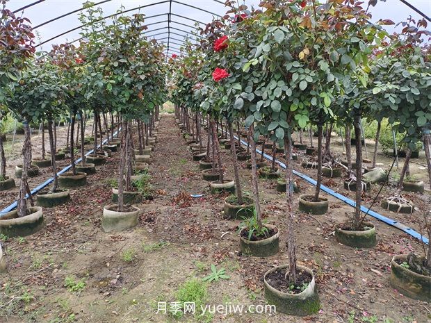 苗木分級怎么分？都有哪些等級？(圖1)